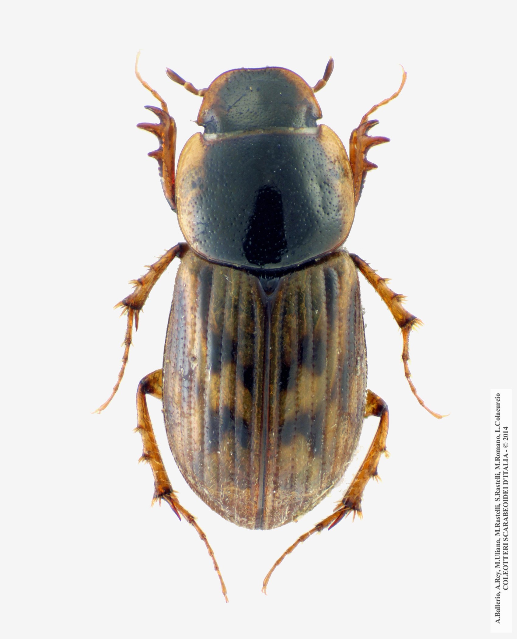 Nimbus johnsoni, maschio